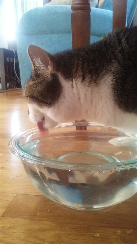 how can i get my cat to drink more water