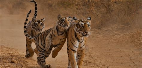 ranthambore national park ranthambore tiger reserve wildlife