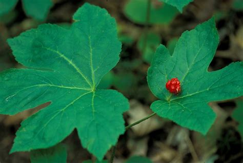 buy goldenseal plants wholesale  shipping