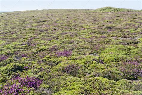 Colorful heath vegetation — Stock Photo © prill #122915626