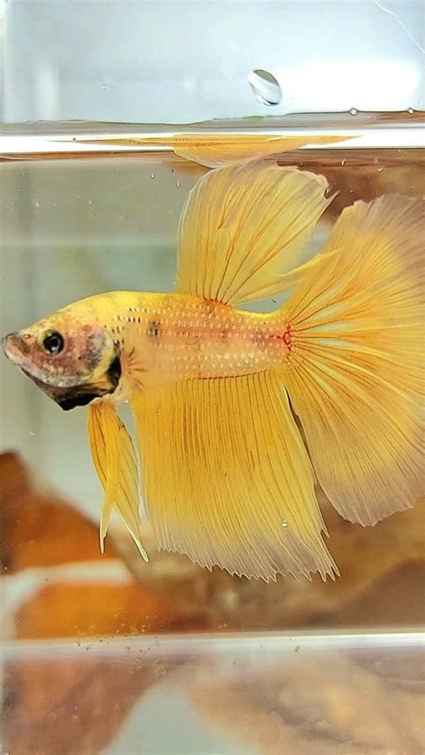 halfmoon yellow betta fish rare betta fish store