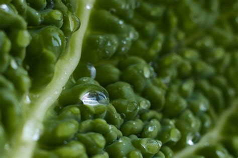 cabbage leaf  stock photo stocksnapio