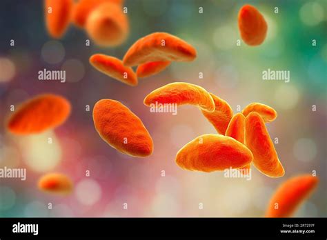 Toxoplasma gondii in tachyzoite stage, illustration. T. gondii is a ...