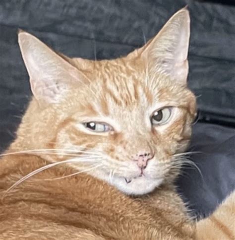 Meow Cat Meme - Meow Cat - Discover & Share GIFs