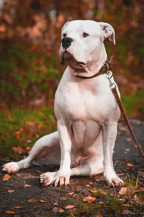 American Bulldog Husky Mix: Full Profile & Pictures