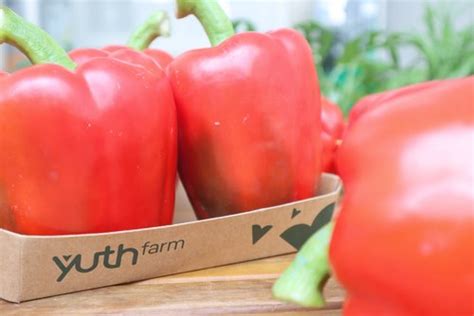 ot chuong  capsicum red yuth farm bring   fruit  pure heart