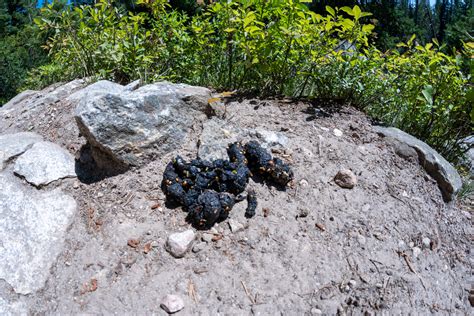 Identifying Bear Scat: A Guide for Hunters and Outdoorsmen