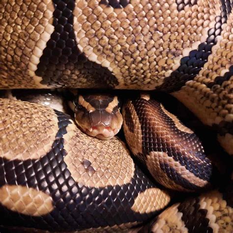 dog die  eating  snake
