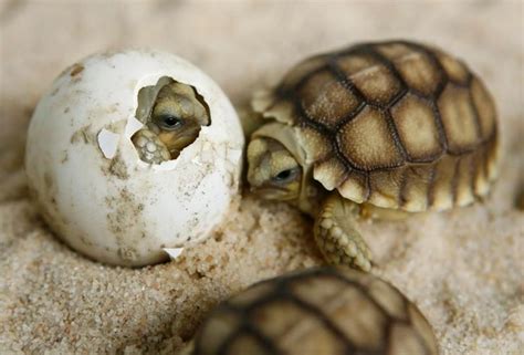 Animais Que Põe Ovo - Uma tartaruga-de-esporas-africana (Geochelone sulcata) saindo do ovo ...