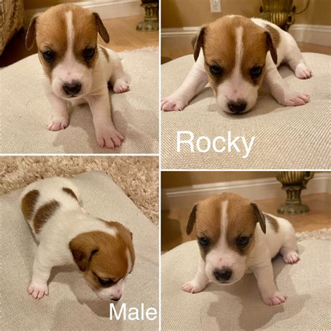 Jack Russell Terrier Puppies For Sale | Sacramento, CA #466651