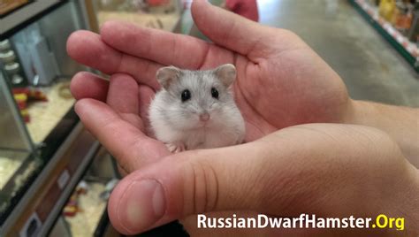 Siberian Dwarf Hamsters, we know you have been waiting, here is the ...