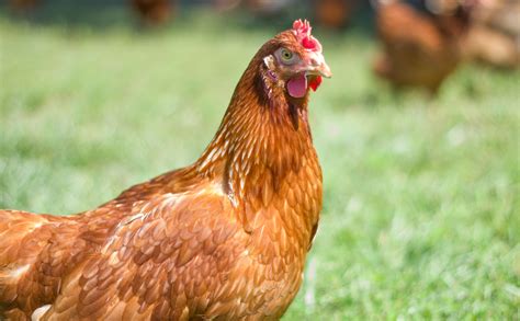About Us | P.S. Higgins Poultry Services