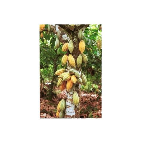 Buy Cocoa Tree Online