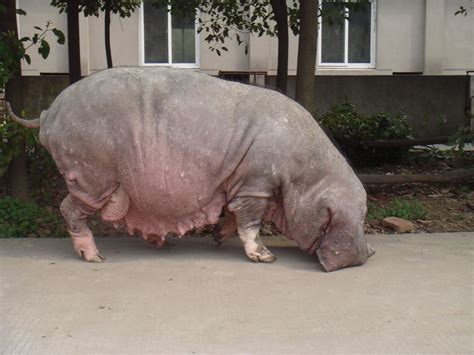 select meishan pigs  gods blessing farm meishan preservation