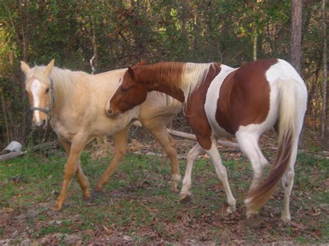 paint palomino horse 1