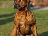 ide rhodesian ridgeback djheirmajawak binatang rhodesian