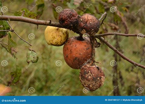 Rotten Apple with Mildew on Tree in Orchard Stock Image - Image of ...