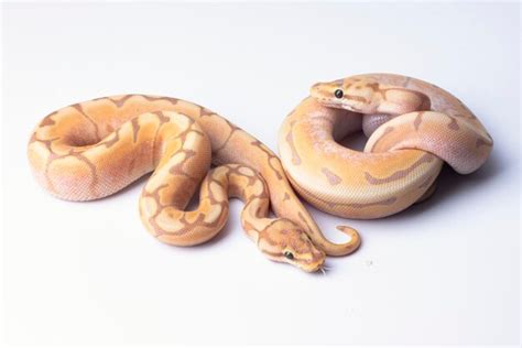 premium photo banana spider ball python hatchlings