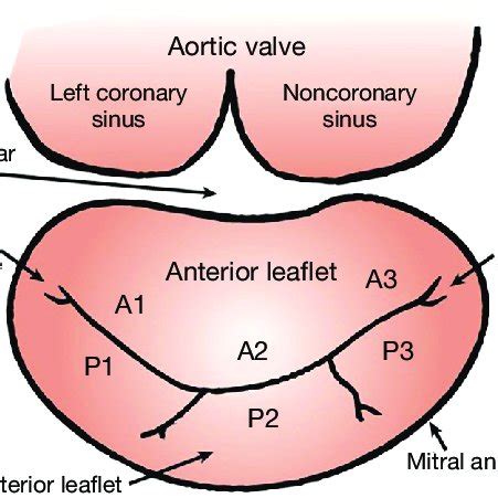 Mitral Valve Diagram