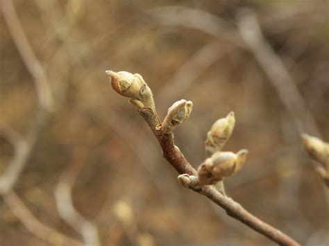 Fothergilla major – Purdue Arboretum Explorer
