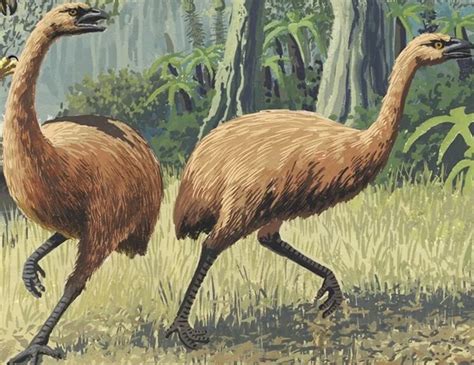 aj  moa  flightless birds  indigenous   zealand