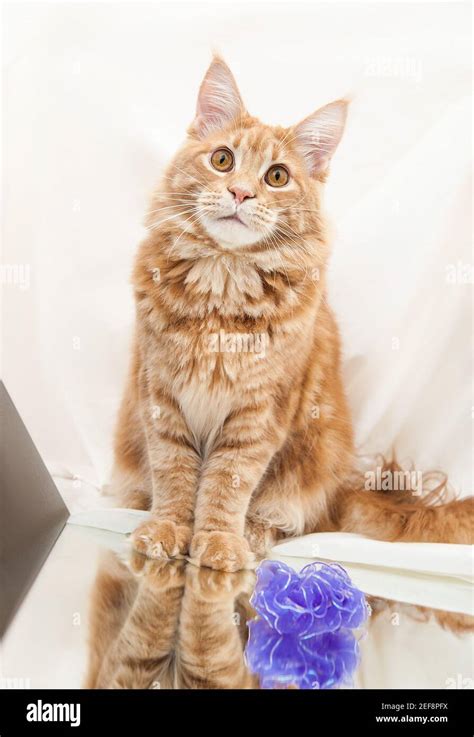 Portrait of a ginger Maine Coon cat Stock Photo - Alamy