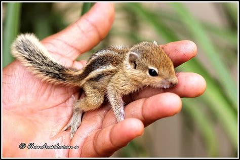 Indian palm squirrel - Alchetron, The Free Social Encyclopedia