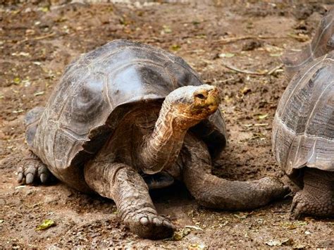 Charles Darwin Giant Tortoise : Galápagos Adventure: Stunning Wildlife ...