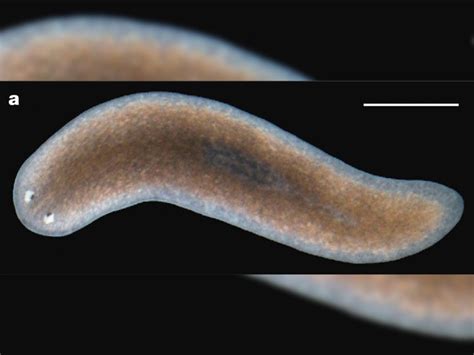 Planaria Genome Loaded with Design Evidence | Genome, Dna sequence ...