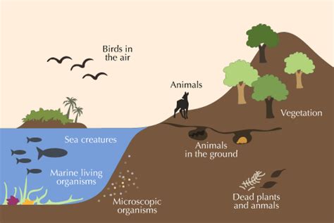 Chapter 3: The Biosphere Diagram | Quizlet