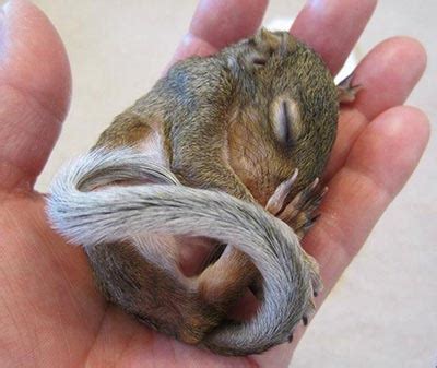 Baby Squirrel Care