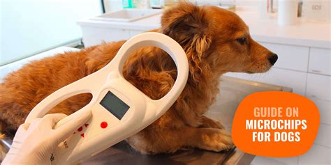 Dog Microchipping (Pet Identification) — Procedure, Price, FAQ & Reviews