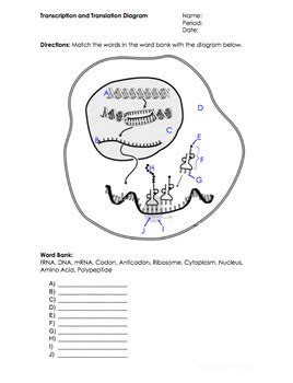 Protein Synthesis Worksheet by Science Lessons That Rock | TPT