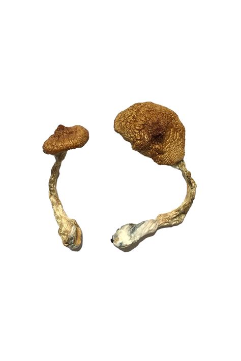 Understanding The Current Legal Landscape And Decriminalization Status Of Ann Arbor Shrooms For Local Residents 3