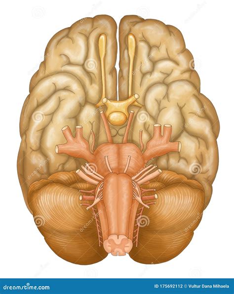 Brain And Cranial Nerves, Vintage Illustration | CartoonDealer.com