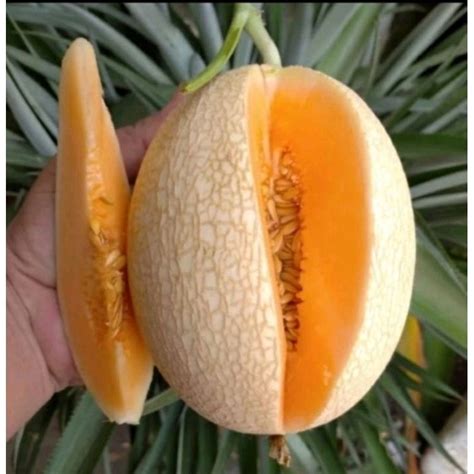jual melon sweet net perbuah shopee indonesia