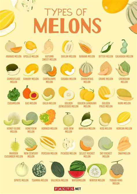 Tipos De Melon En Ingles at Jay Hunter blog