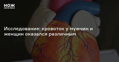 Исследование: кровоток у мужчин и женщин оказался различным — Нож
