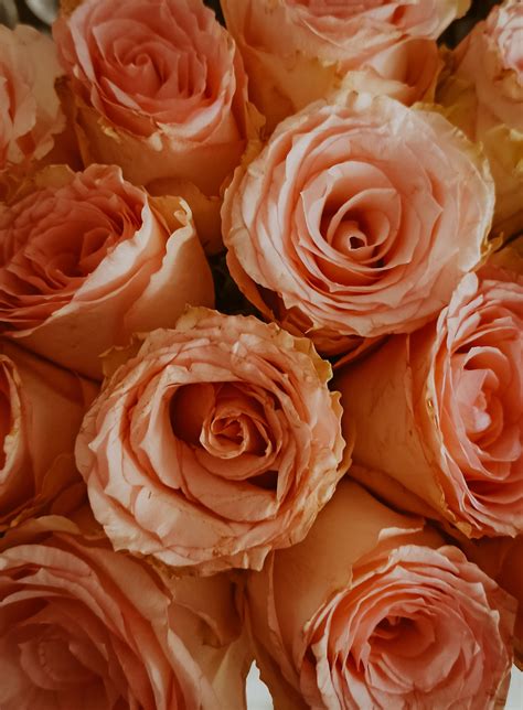 Free Images : petal, orange, botany, Hybrid tea rose, pink, amber