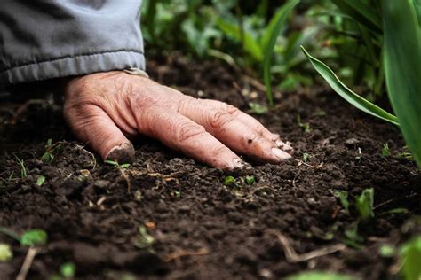 Technique could enable cheaper fertilizer production | MIT News ...