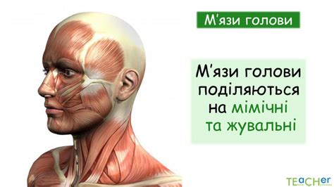 Презентація до уроку: "Групи м'язів тіла людини"