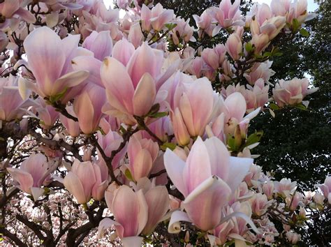 magnolia tree japanese 7