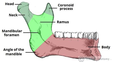 mandible structure attachments fractures teachmeanatomy