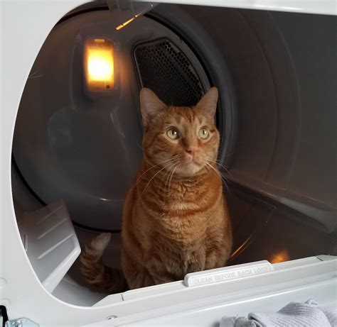 My sweet Kitty crossed the rainbow bridge today. He gave me 9 wonderful