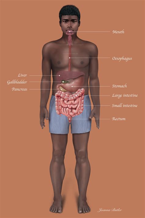 Digestive System Diagram Crossword 7