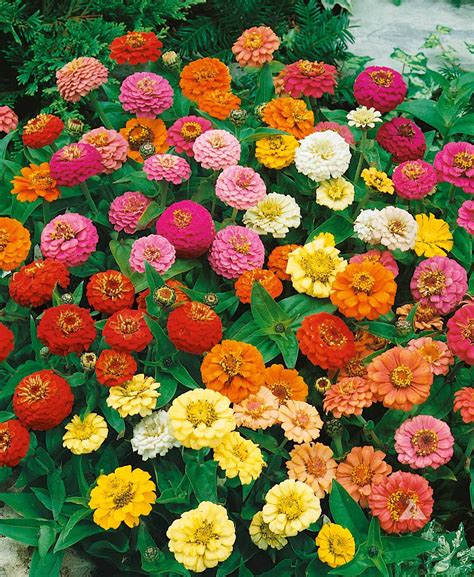 What Is Zinnia Elegans at Troy Haynes blog