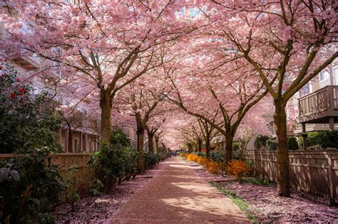 Cherry blossoms in Vancouver, BC. : r/pic