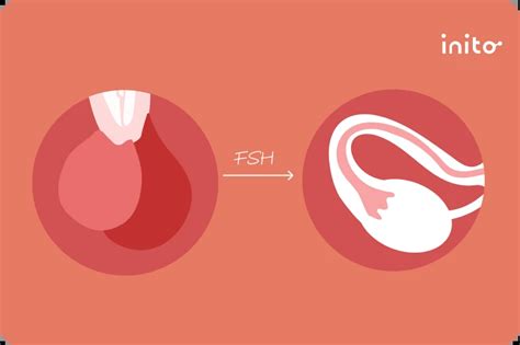 follicle stimulating hormone fsh levels test  abnormalities