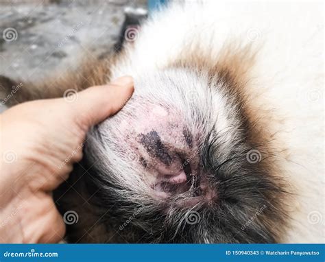 In Selective Focus of the Dermatitis in Dog Ear,show the Disease ,blad ...