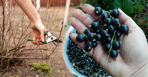 Правила обрізання смородинових кущів для досягнення максимальної ...